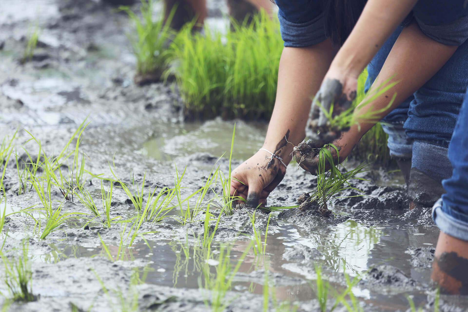 How Farm-to-Market Models Empower Farmers
